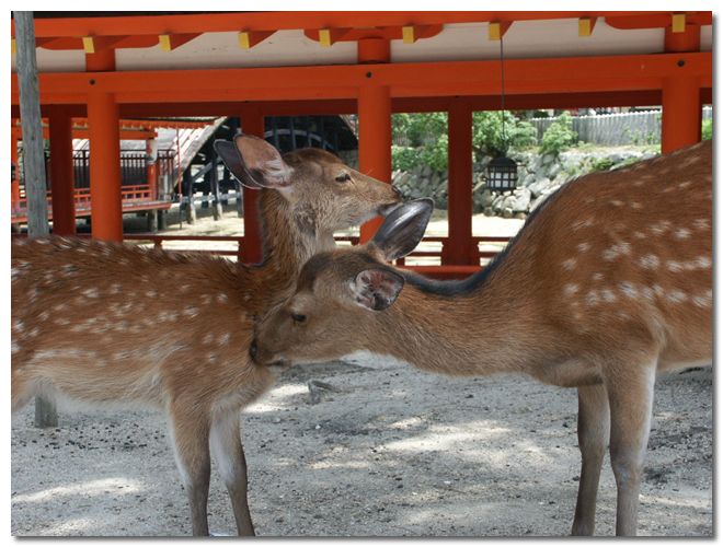 厳島神社の鹿の親子
