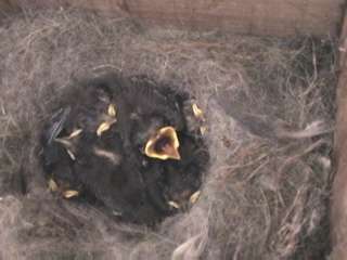 巣箱の中のヒナ鳥